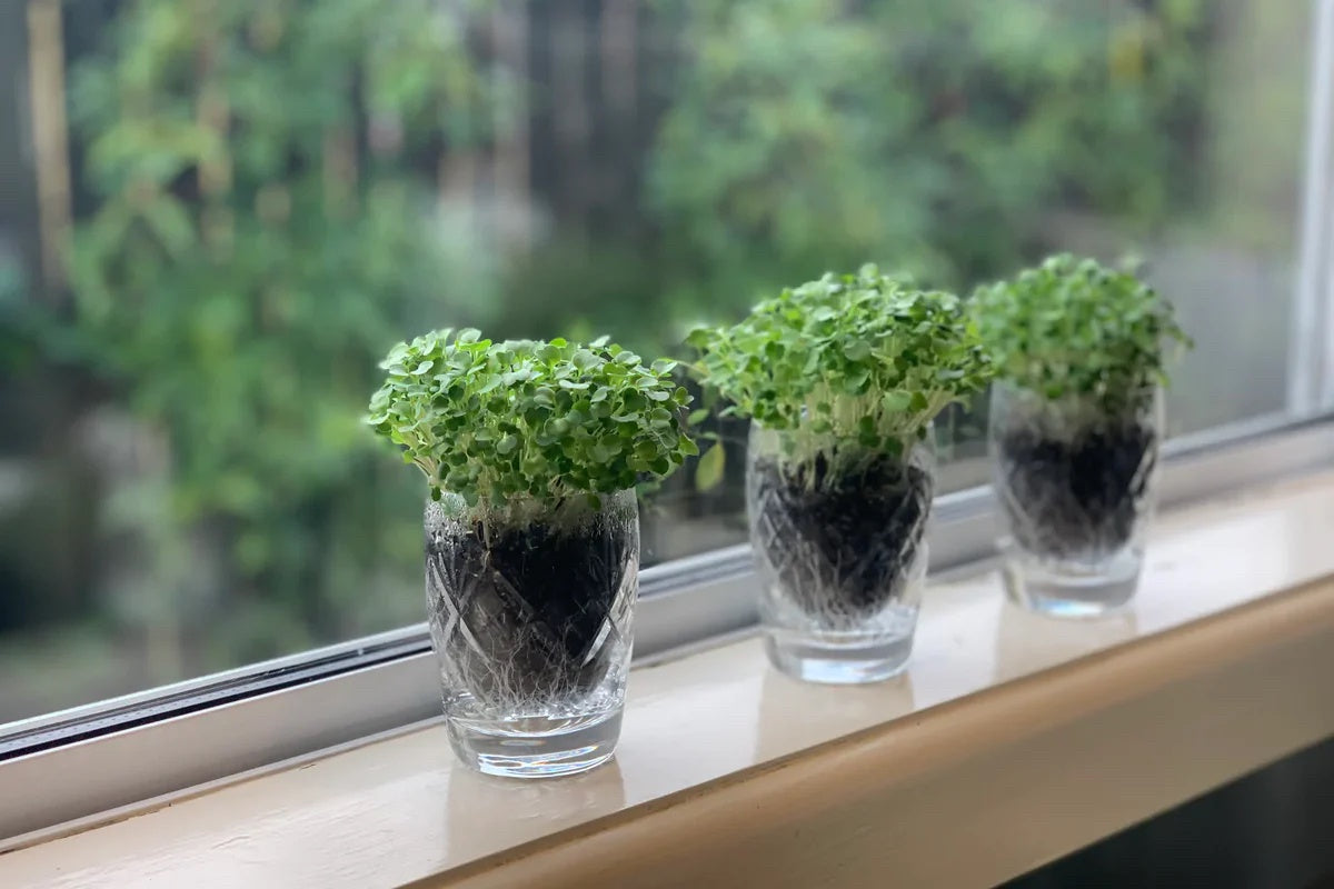 Mighty Minis Microgreens Starter Kits