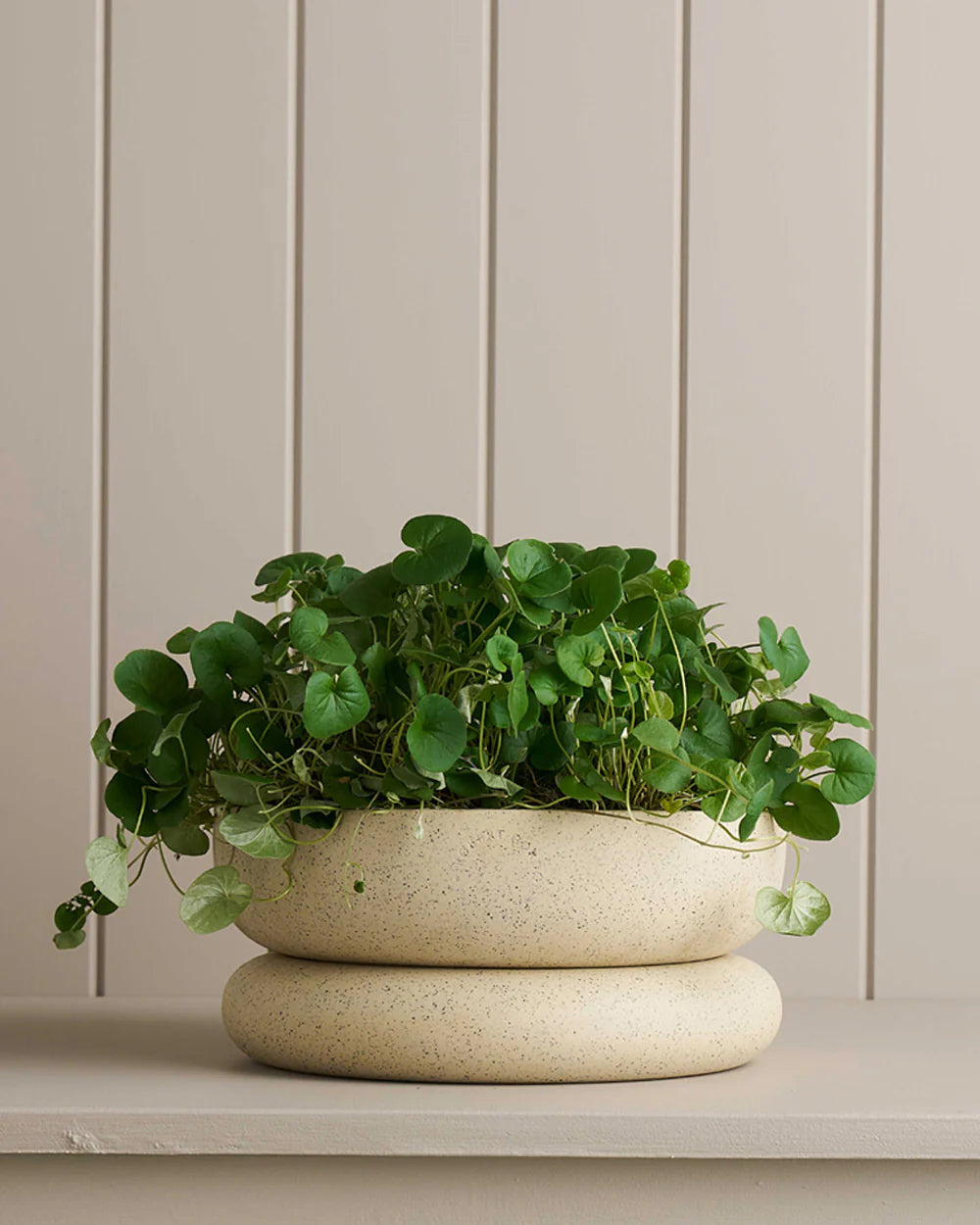 Cloud Planter Wide - 25cm x 11.5cm
