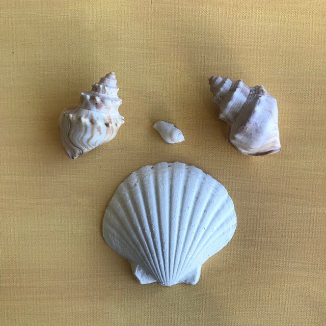 Scallop Shell LGE – The Fabric of Society