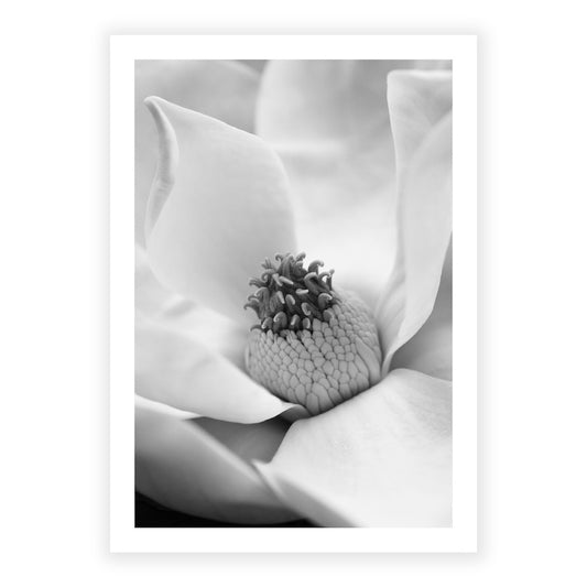 Magnolia